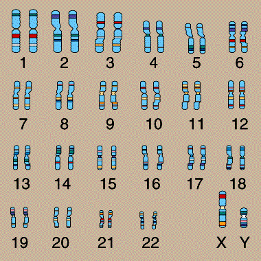 46 chromosomes in a human cell